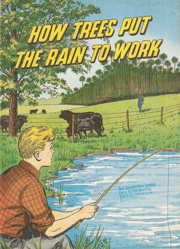 How Trees Put The Rain To Work